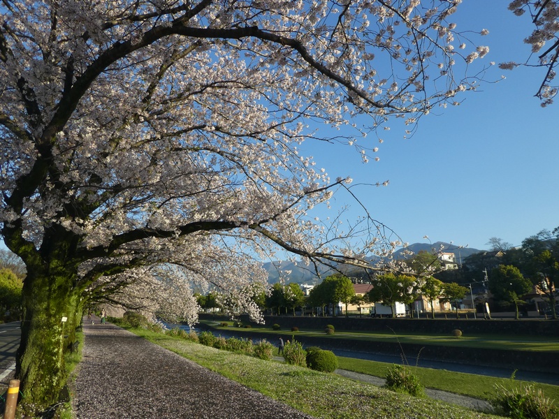 カルチャーパーク前の桜02