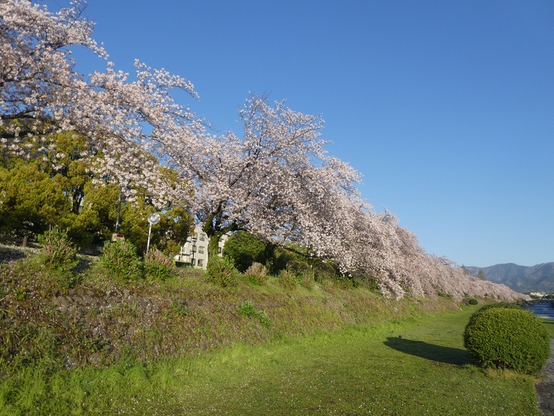 カルチャーパーク前の桜03