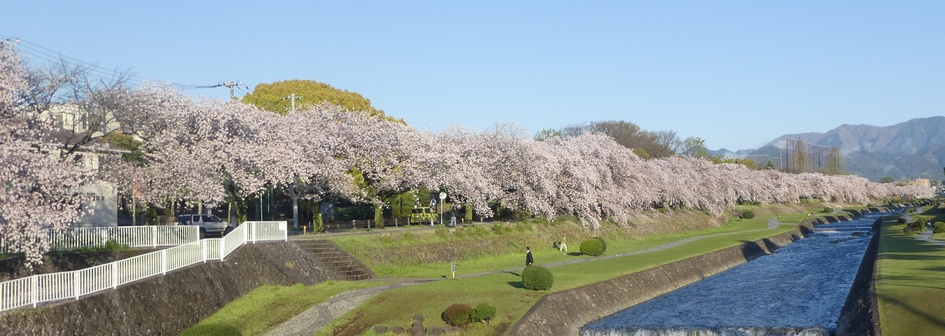 富士見大橋から見たの桜01