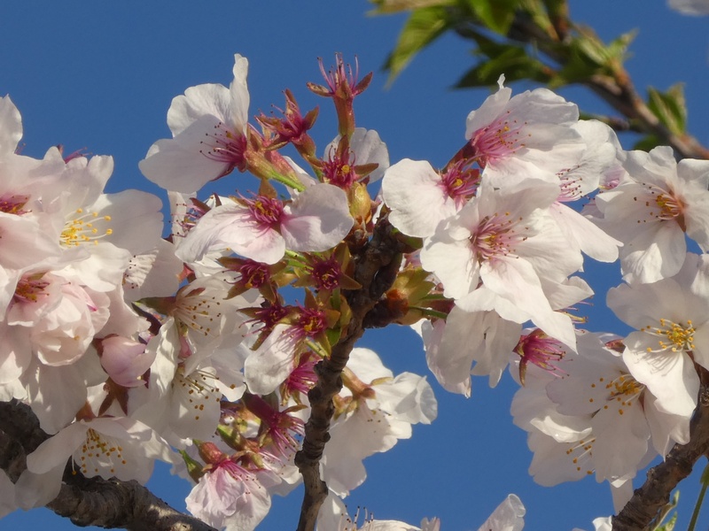 秦野市役所の桜01