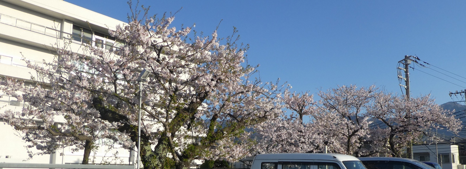 秦野市役所の桜02