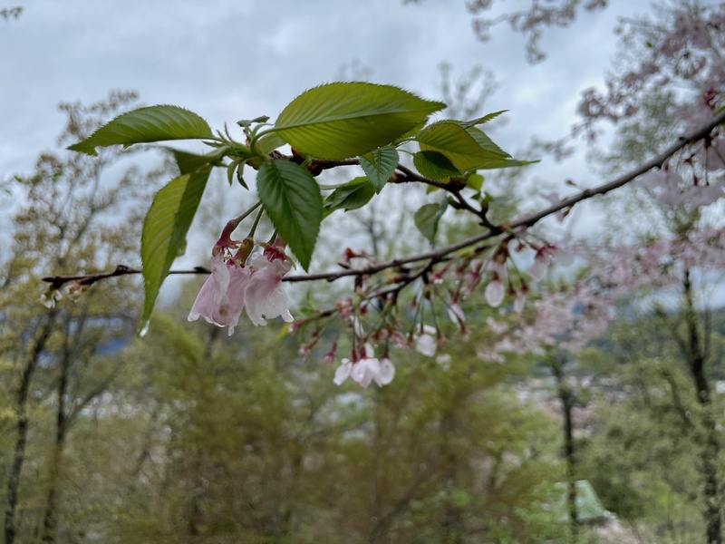 令和6年（2024）4月10日（水）の弘法山公園の桜