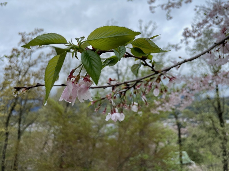 今日の桜の様子