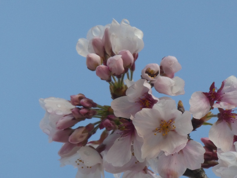 はだの桜みちの桜01