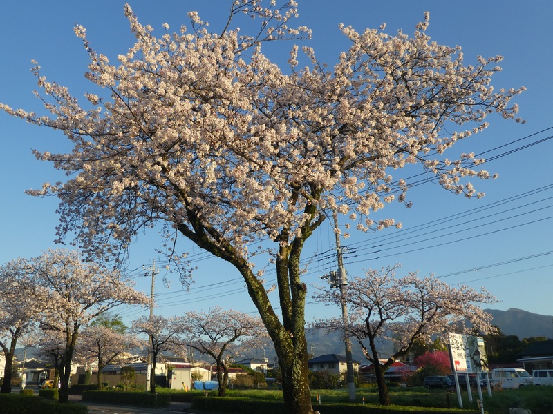 はだの桜みちの桜02