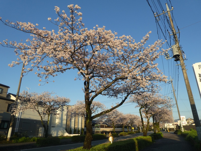 はだの桜みちの桜03