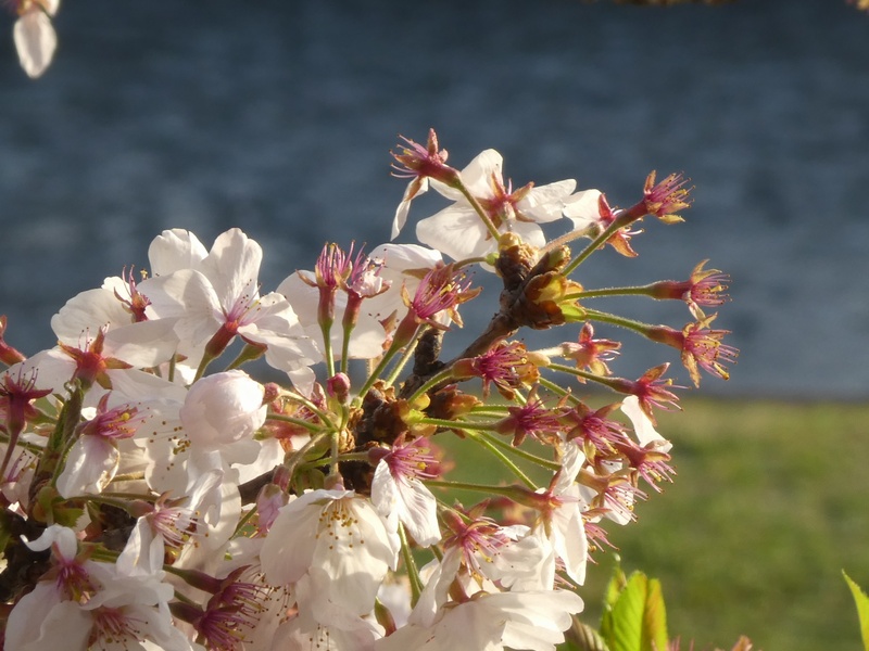 カルチャーパーク前の桜01