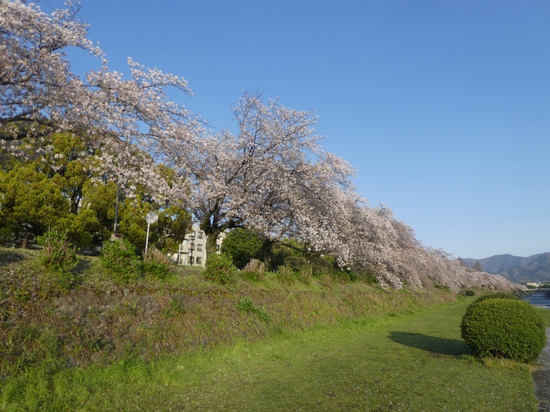 カルチャーパーク前の桜03