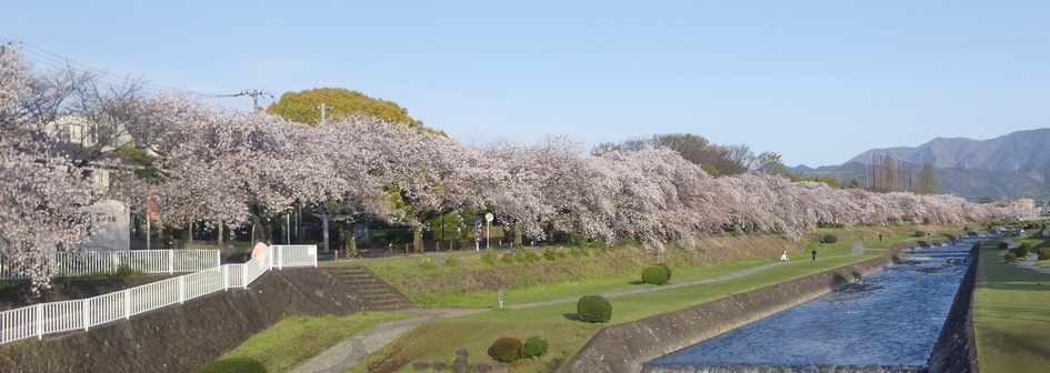 富士見大橋から見たの桜01