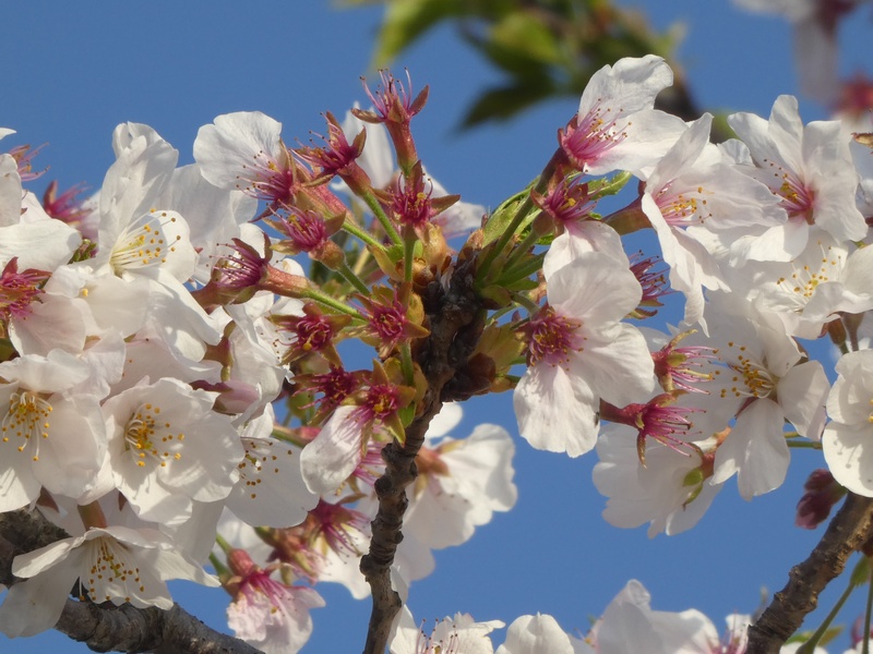 秦野市役所の桜01