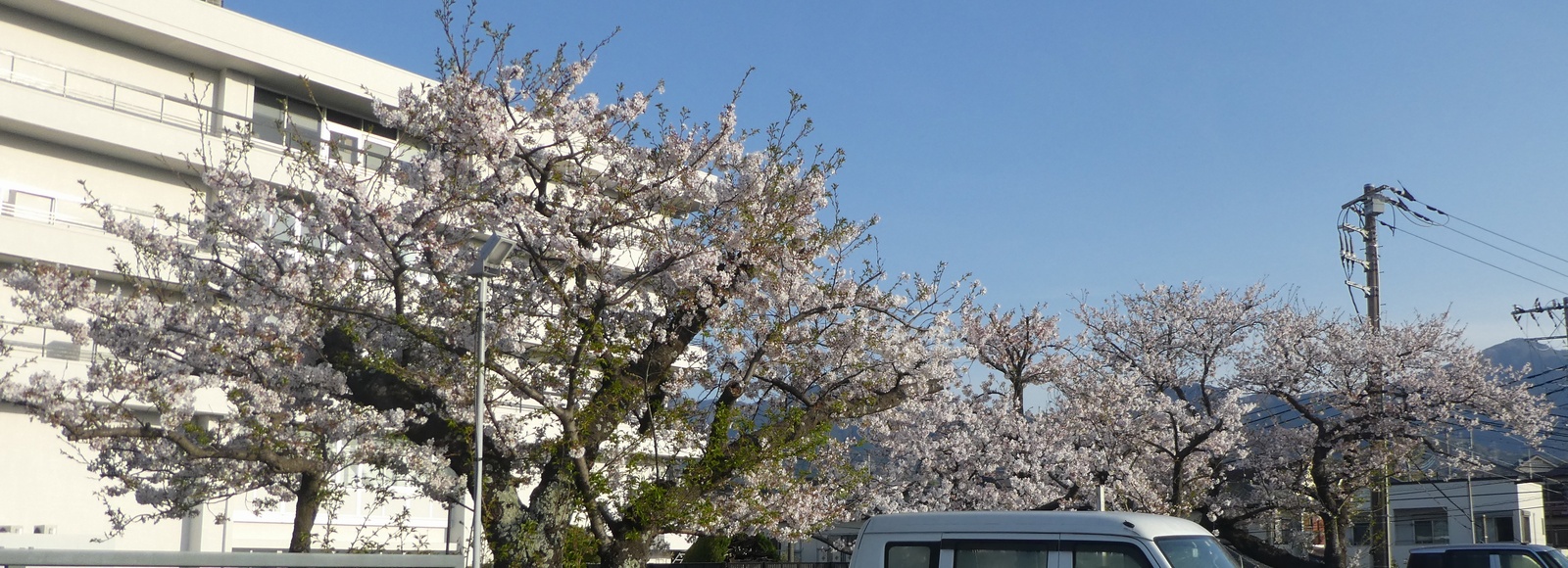 秦野市役所の桜02