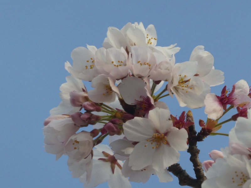 はだの桜みちの桜01