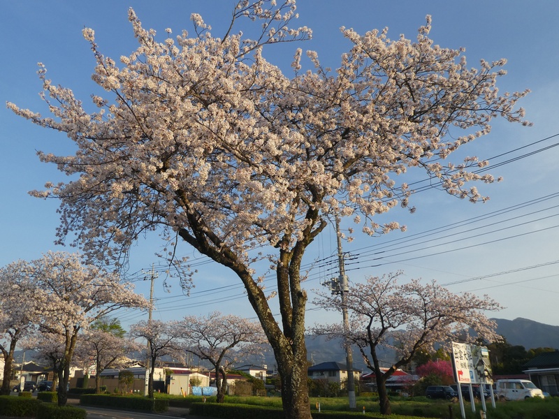 はだの桜みちの桜02