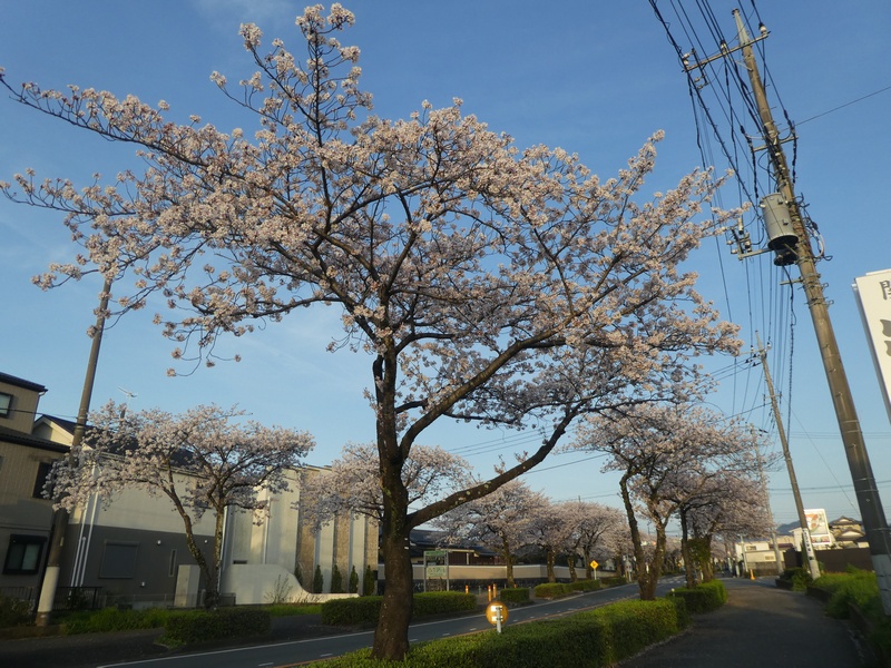 はだの桜みちの桜03