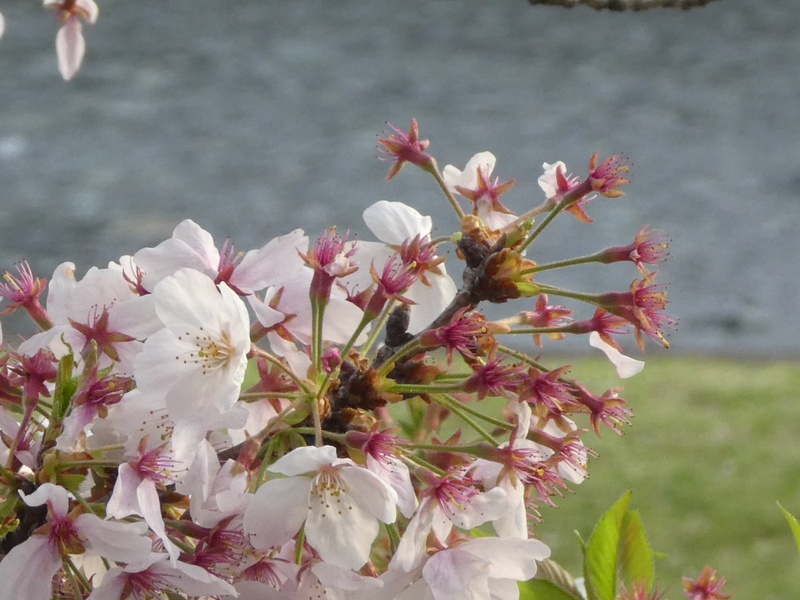 今日の桜の様子