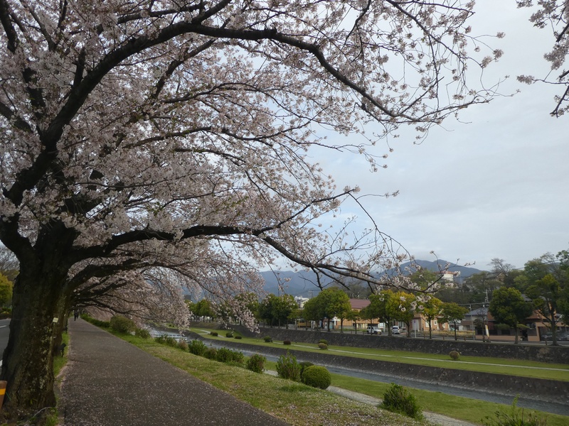 カルチャーパーク前の桜02