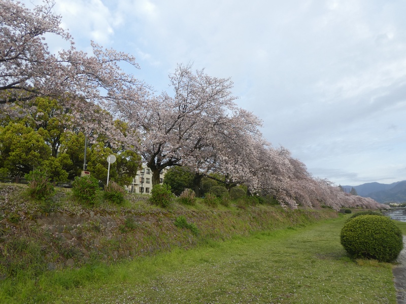 カルチャーパーク前の桜03