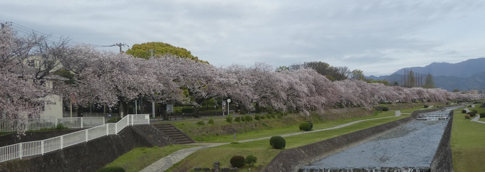 富士見大橋から見たの桜01