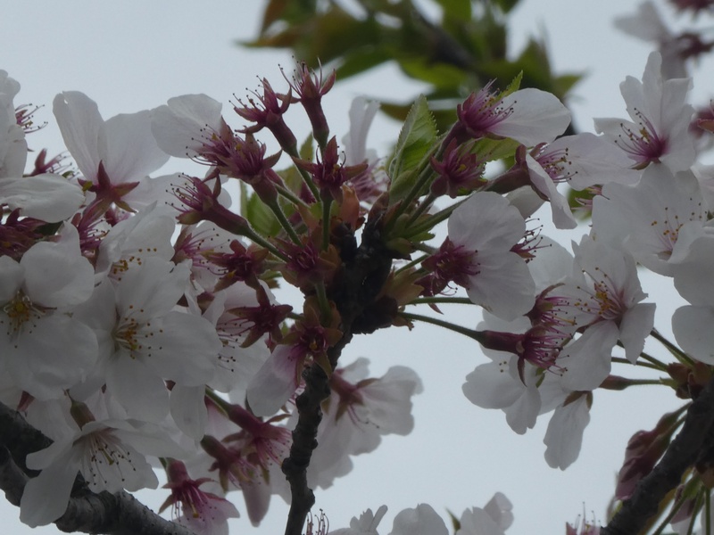 秦野市役所の桜01