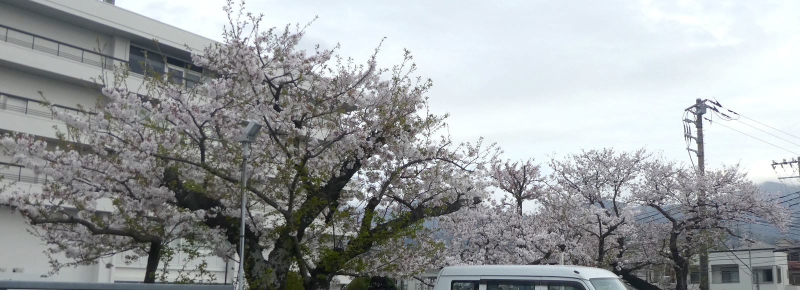 秦野市役所の桜02