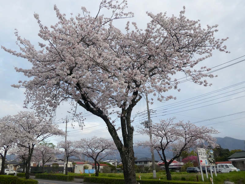 はだの桜みちの桜02