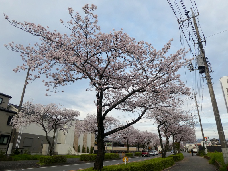 はだの桜みちの桜03