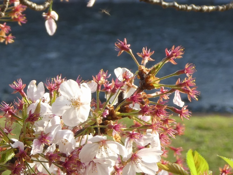 カルチャーパーク前の桜01