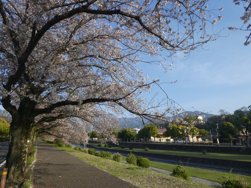 カルチャーパーク前の桜02