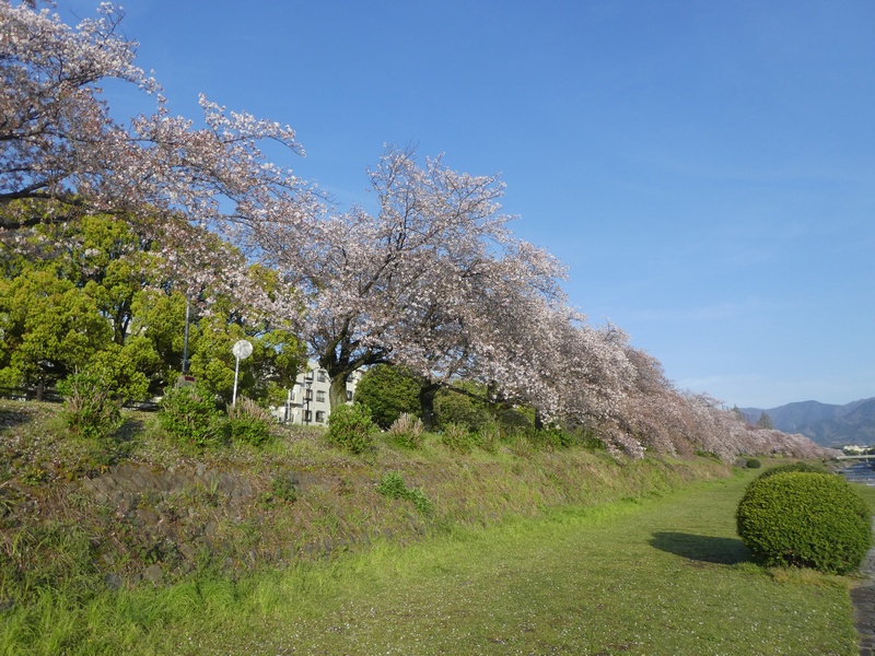 カルチャーパーク前の桜03