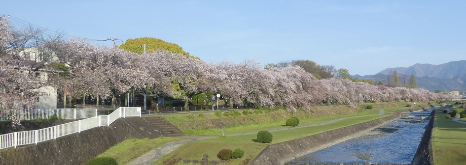 富士見大橋から見たの桜01