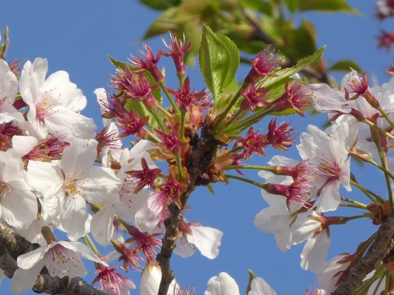 秦野市役所の桜01