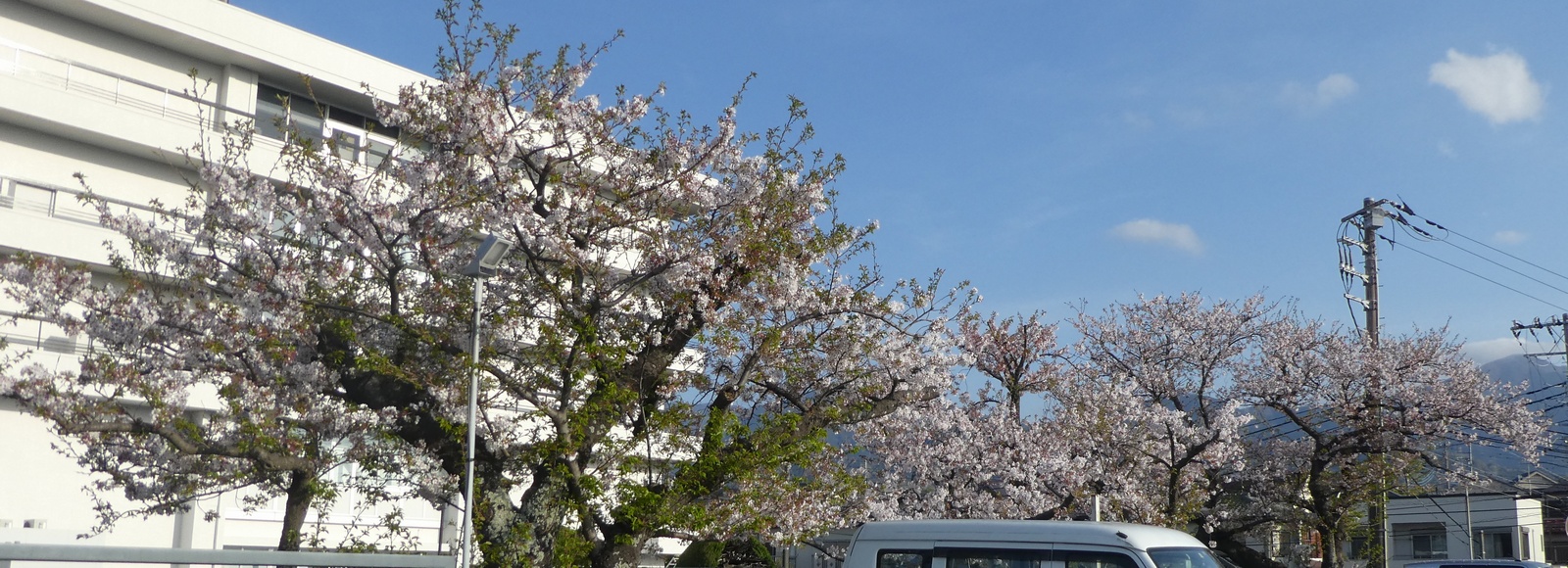 秦野市役所の桜02