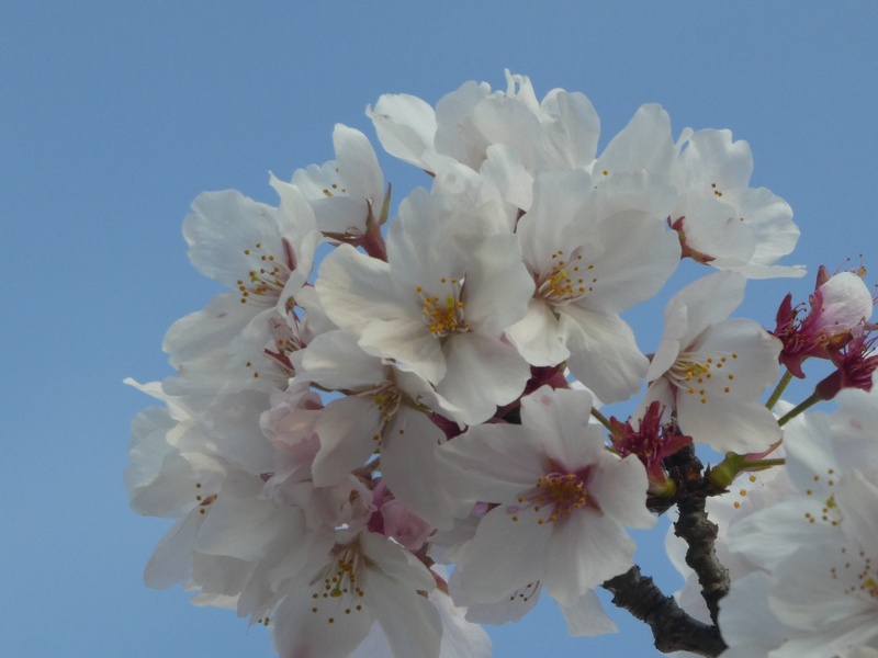 はだの桜みちの桜01