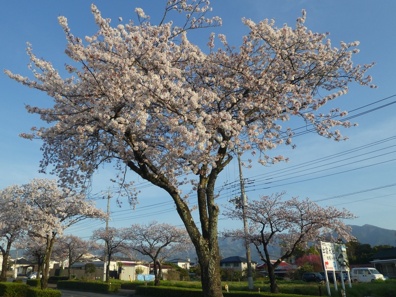 はだの桜みちの桜02