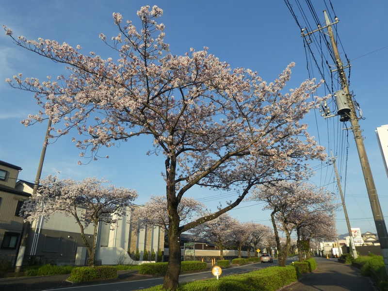 はだの桜みちの桜03