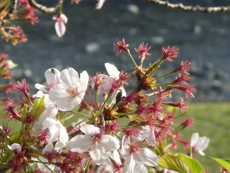 カルチャーパーク前の桜01