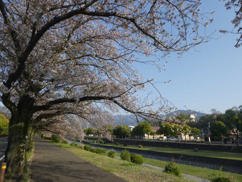 カルチャーパーク前の桜02