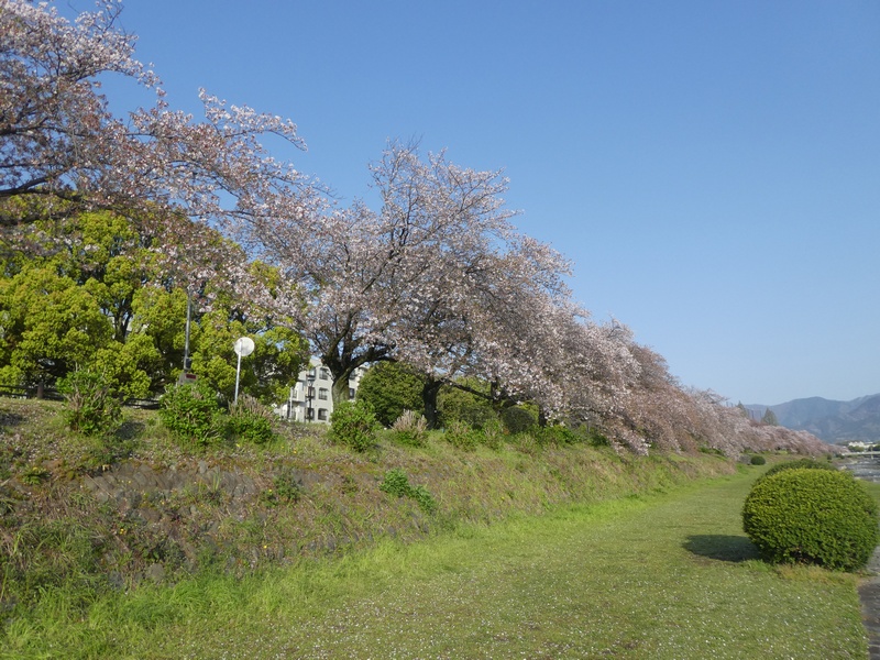 カルチャーパーク前の桜03