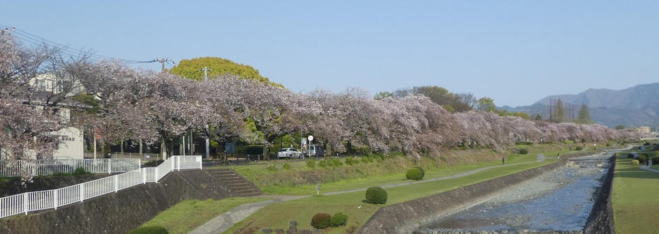 富士見大橋から見たの桜01