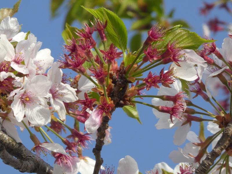 秦野市役所の桜01