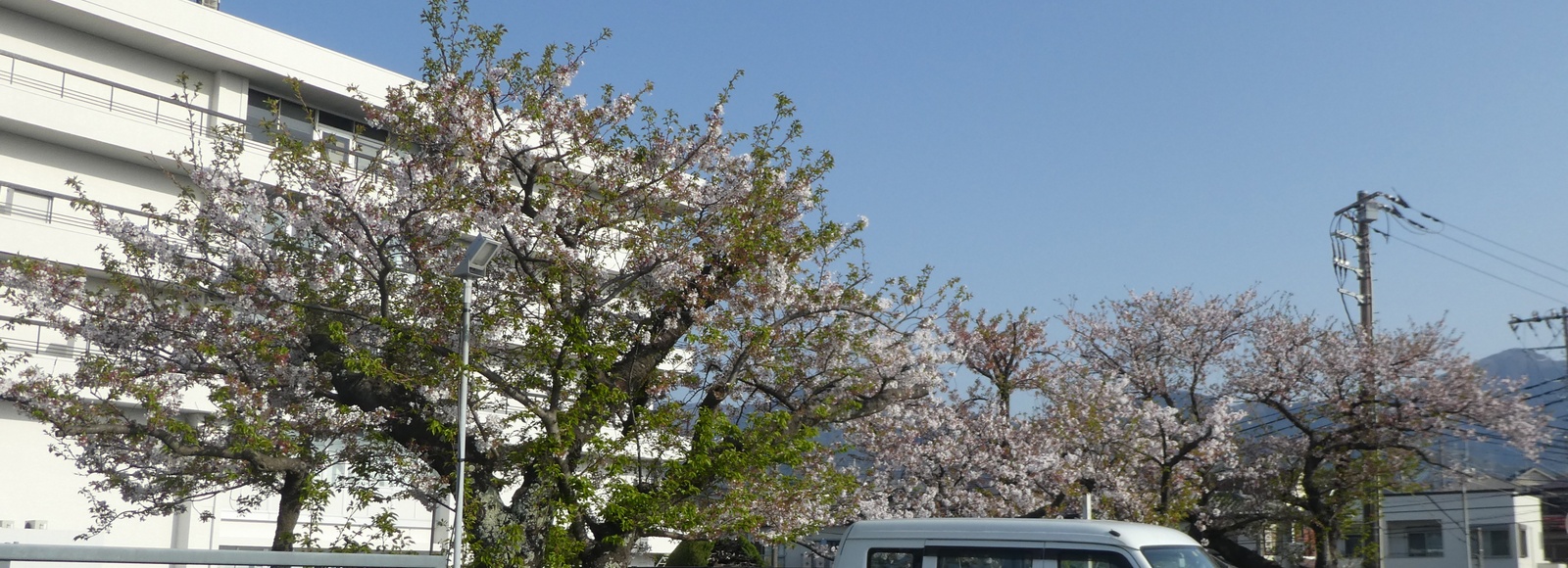 秦野市役所の桜02