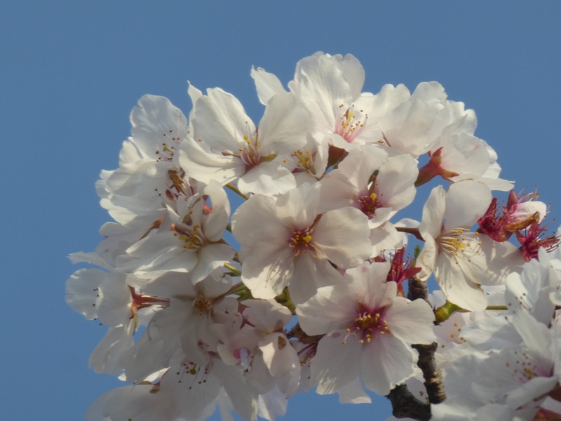 はだの桜みちの桜01