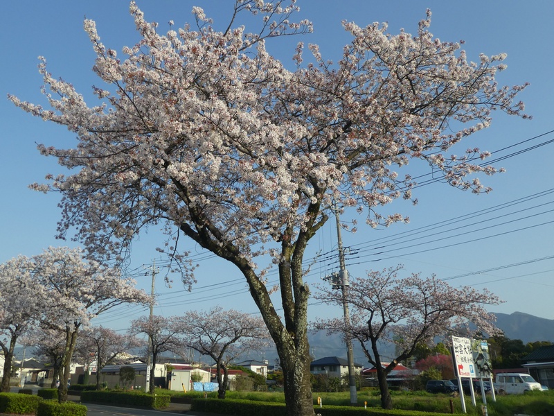 はだの桜みちの桜02