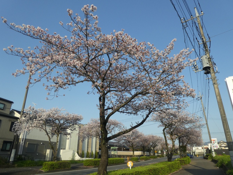 はだの桜みちの桜03