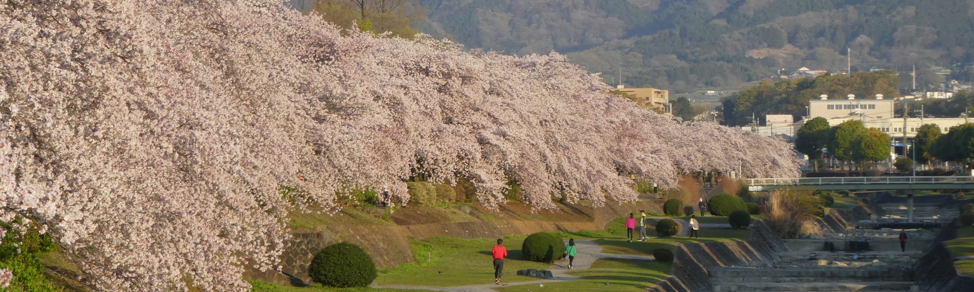 秦野の桜-カルチャーパーク前の桜並木