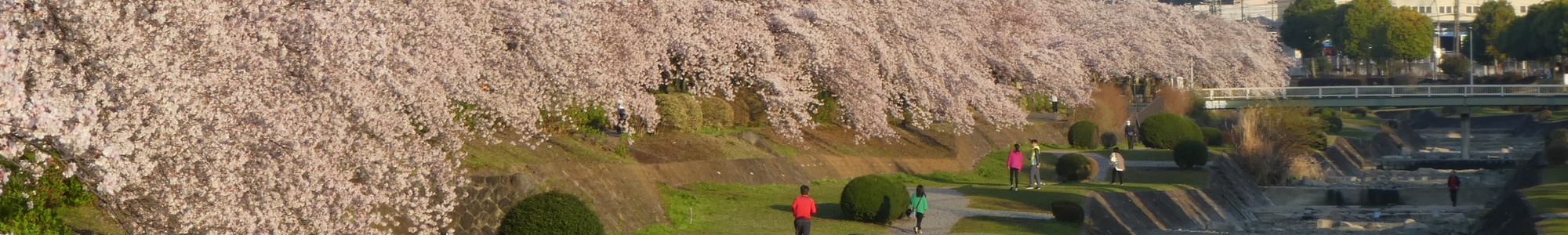 秦野の桜-カルチャーパーク前の桜並木