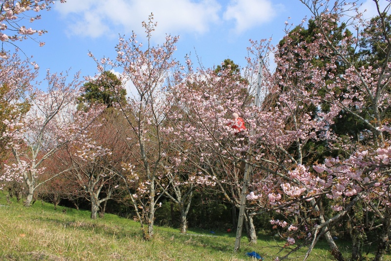 八重桜の摘み取り風景