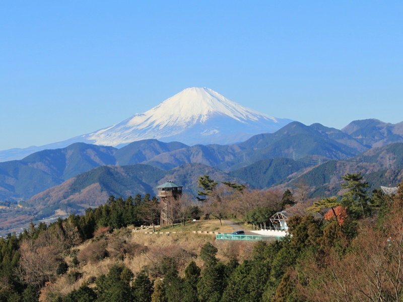 展望 菜の花 台 台