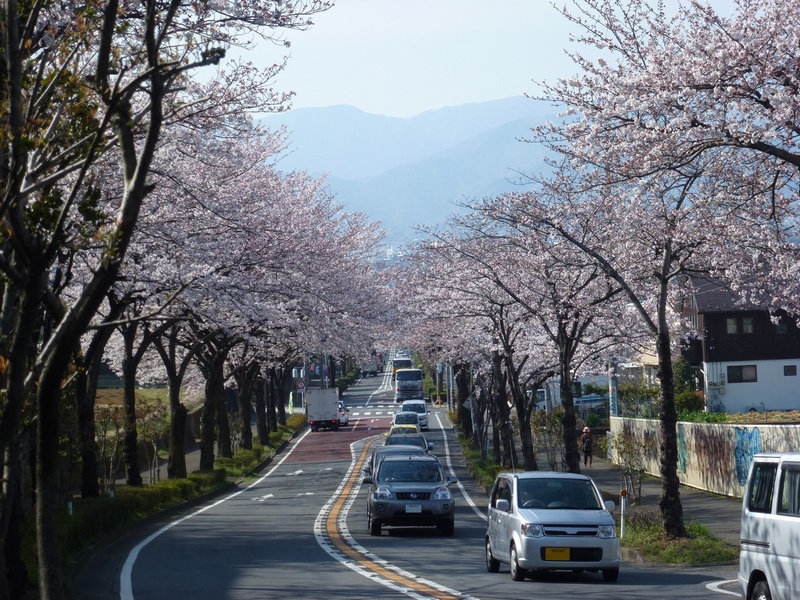 はだの桜みち はだの旬だより 秦野市観光協会