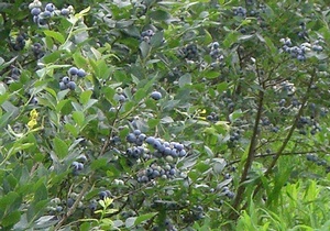 秦野市観光協会 最新情報拡大版 平成22年7月2日 金 号